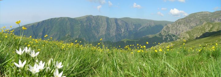 Планинска поляна с диви цветя и панорамна гледка към склоновете на Национален парк „Централен Балкан“